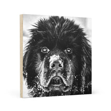 Load image into Gallery viewer, Newfoundland Puppy in the Snow on Wood Canvas