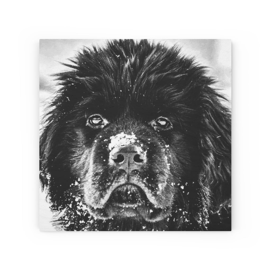 Newfoundland Puppy in the Snow on Wood Canvas